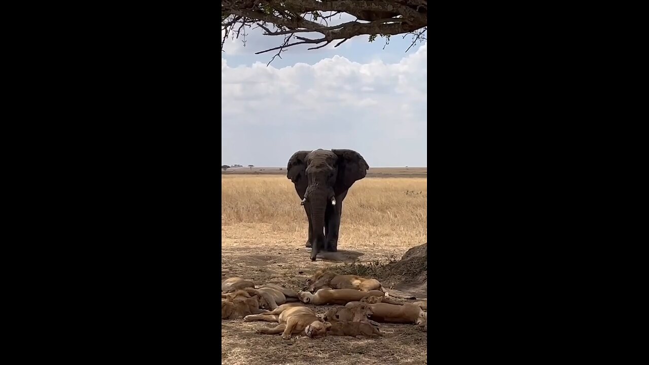 Large bull elephant on a bullying mission