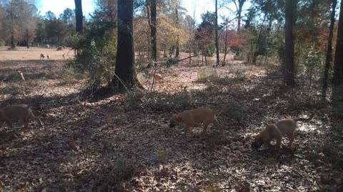 Pasture Minute, Anatolian Shepherd Puppies and Sheep