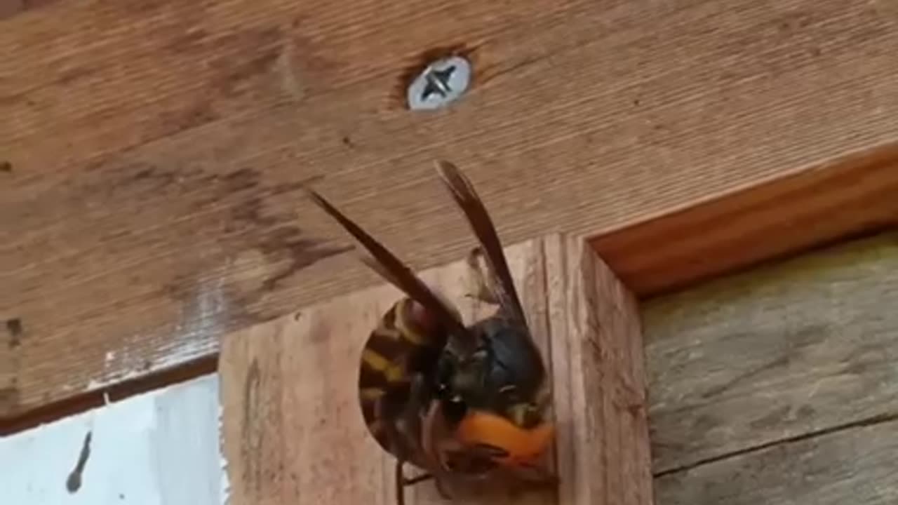 Giant Hornet Attack! Honeybee Countrestrik