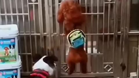 Funny Animals Video