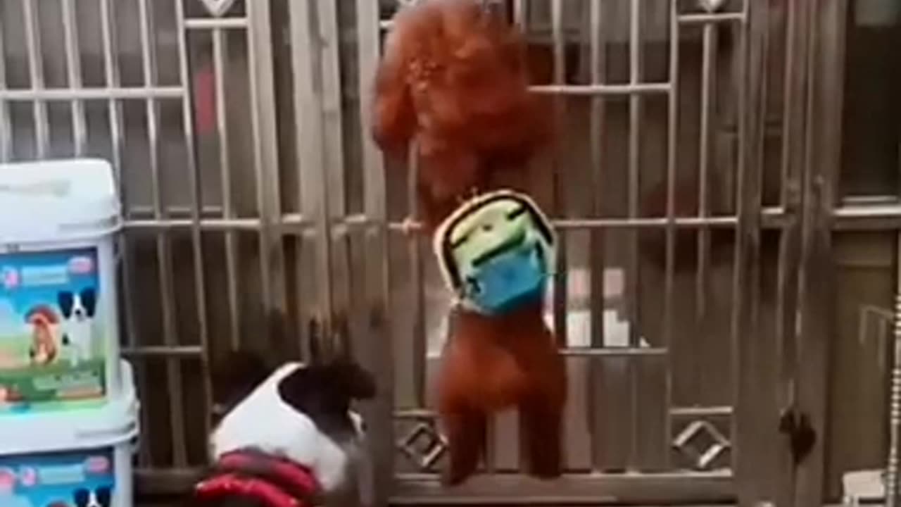 Funny Animals Video