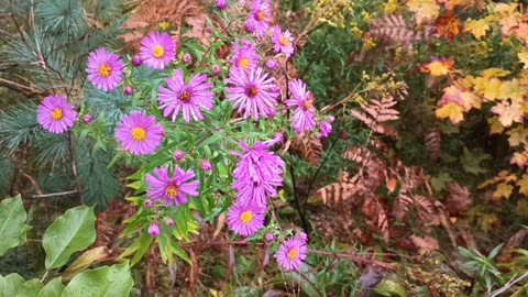 Aster