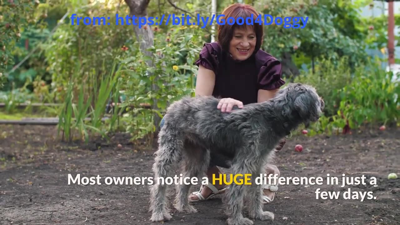 Dog Owners Are Shocked: Simple Hacks to Tame Your Dog’s Shedding at Home