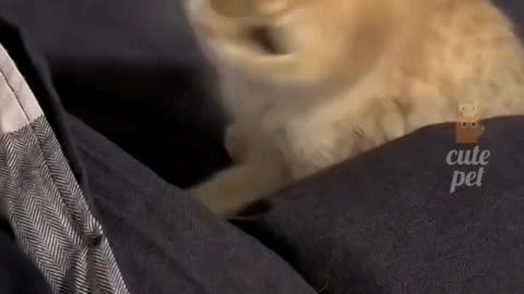 Funny video of cat