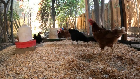 Backyard Chickens Fun Relaxing Video Sounds Noises Hens Roosters!