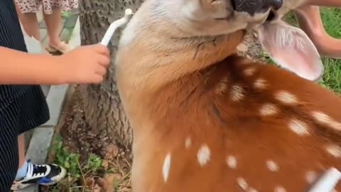 Cute Deer Makes Friends with Kayaker