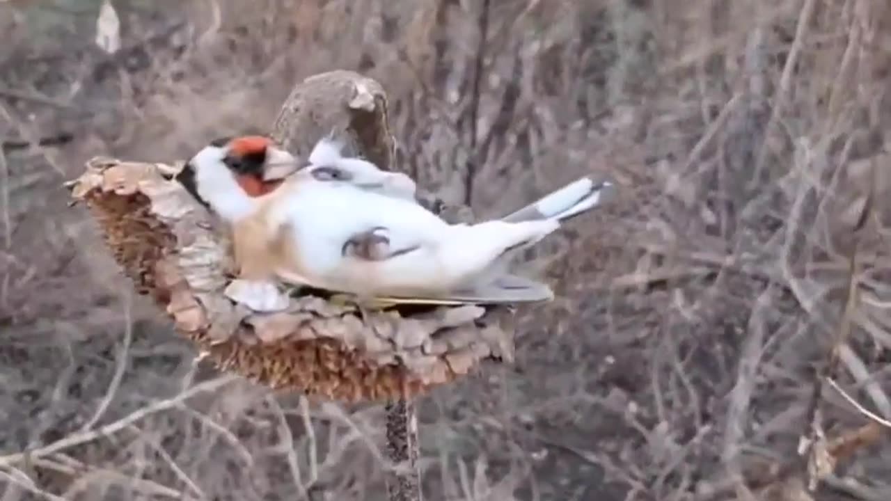 This Guy Wakes Up These Cute Lazy Birds 😍