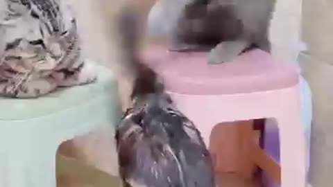 Cats fun Videos 😸😸 #Cats_Video_#shorts_#cat