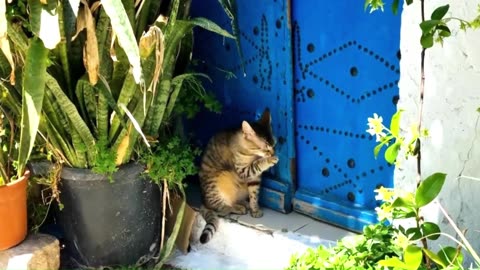 Muslim Paradoxes- The Real Lives Of The Women Behind Closed Traditions