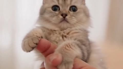 Adorable AI Cat Balancing on My Finger #AICats #CuteAICats #mqaicatsworld #mq