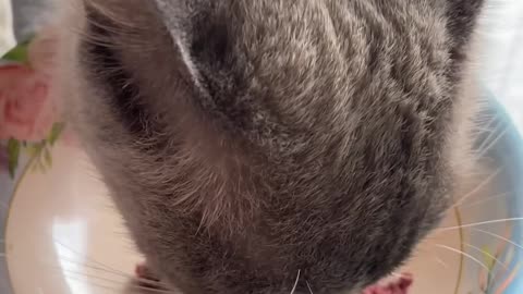 Cute Cat Moments That Will Make You Smile Funny Cat Video