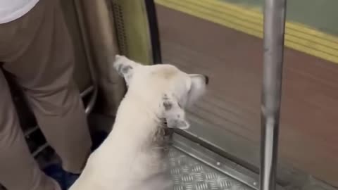 Street dog in local train 🚂😂 mind boggling video 🐶