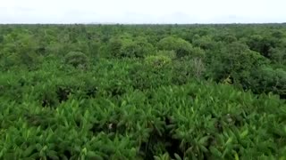 Indigenous voices demand inclusion at COP30 amid crisis in the Amazon