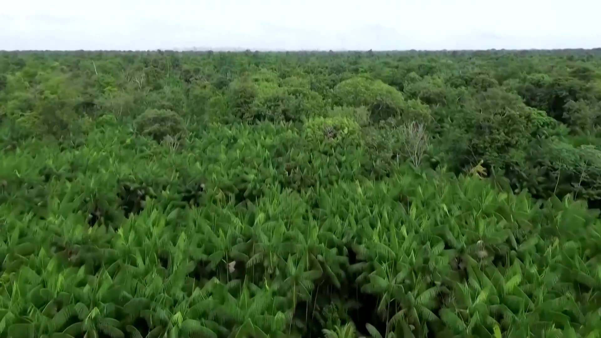 Indigenous voices demand inclusion at COP30 amid crisis in the Amazon