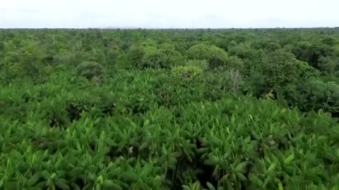 Indigenous voices demand inclusion at COP30 amid crisis in the Amazon