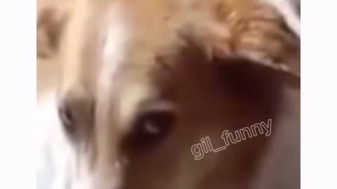 Dog; Are you serious right now