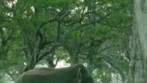 elephant