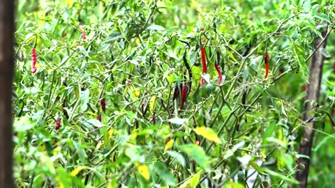 Giant expanding sinkhole devours Indonesian farmland