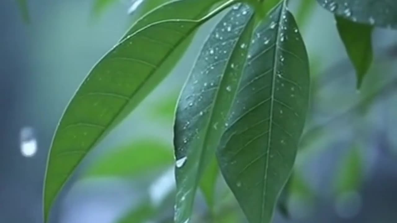 Raindrops in Slow Motion on Green Leaves | Relaxing Nature & ASMR