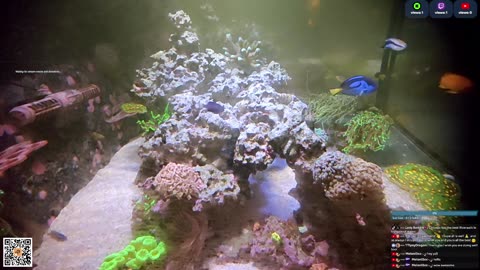 24/7 Real Live Reef Stream