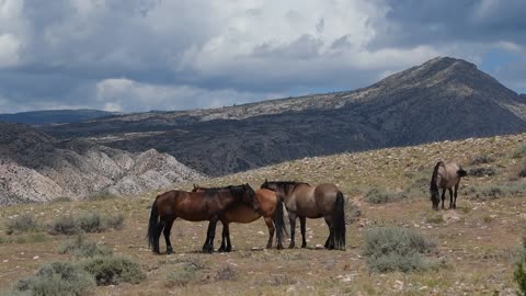 WHOA Wild Horses of America Ep 19 Pryor Mountain in Wyoming by Karen King