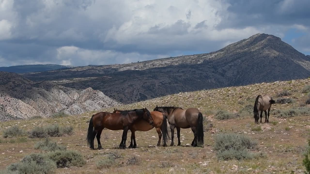 WHOA Wild Horses of America Ep 19 Pryor Mountain in Wyoming by Karen King