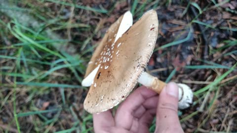 ОТец ищет грибы 14 июля. Мухомор пантерный (Amanita pantherina) и другие грибы