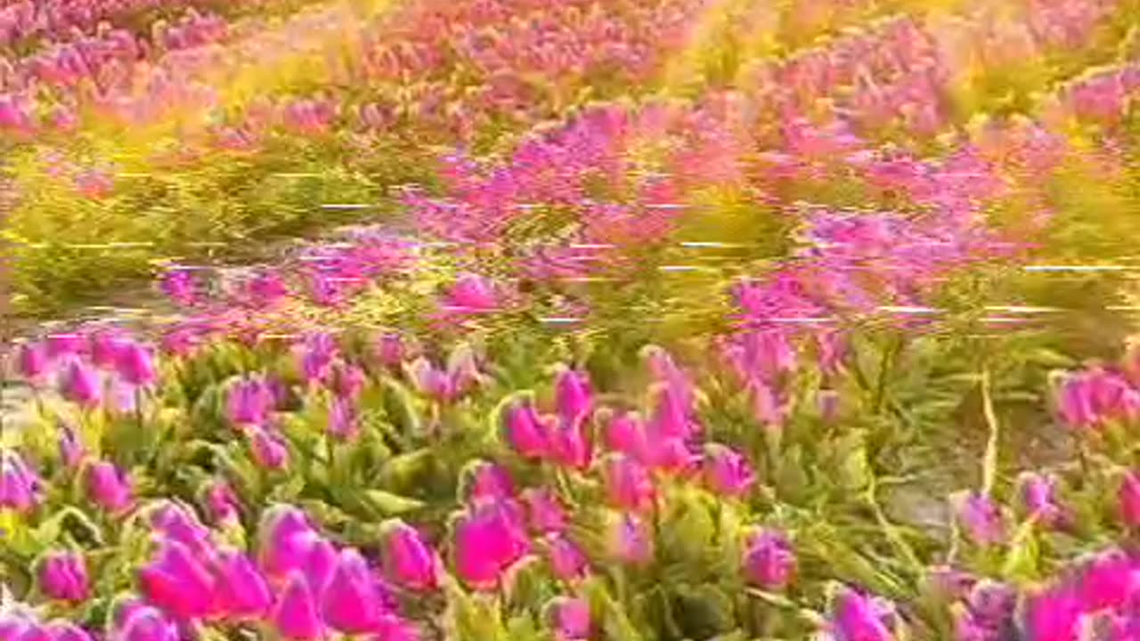 Funny videos funny birds funny animal natural beauty cute animals