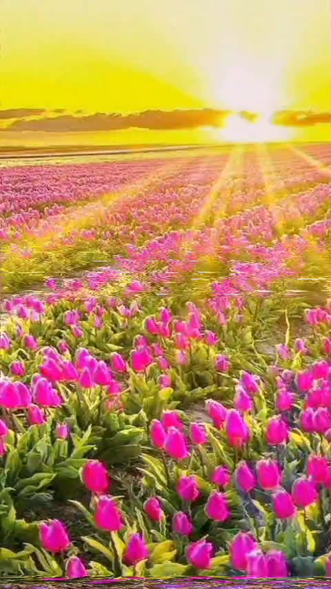 Funny videos funny birds funny animal natural beauty cute animals