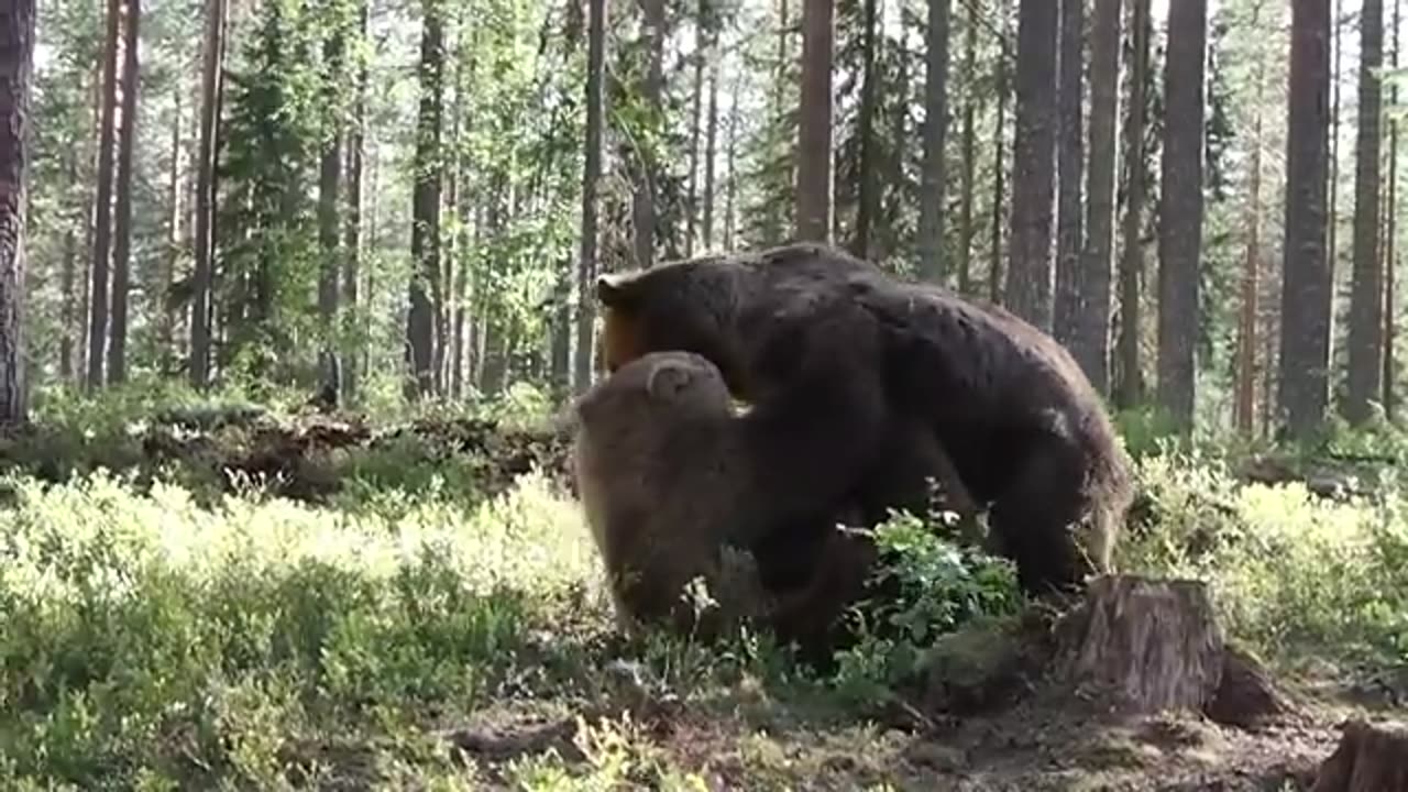 INTENSE BEAR FIGHT caught on camera - 3 different angles