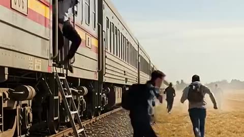 Brave Golden Retriever Saves Dozens of Lives