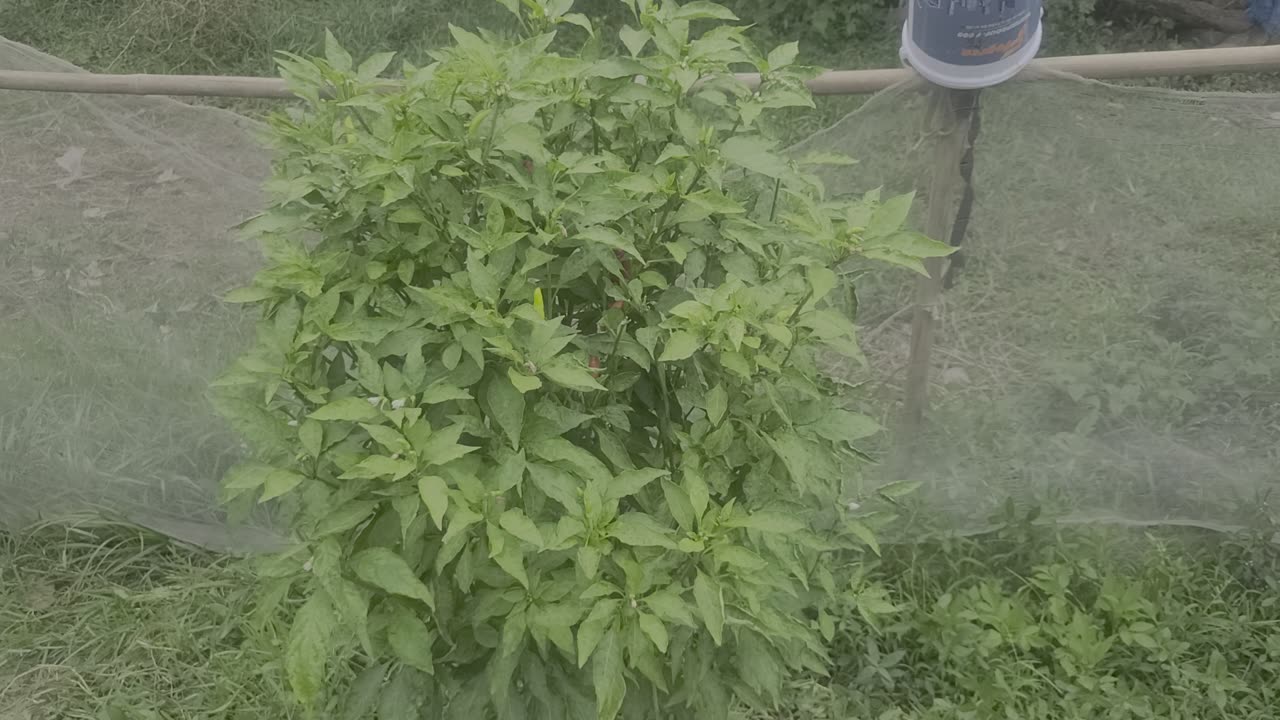 “The Garden of Life” P14