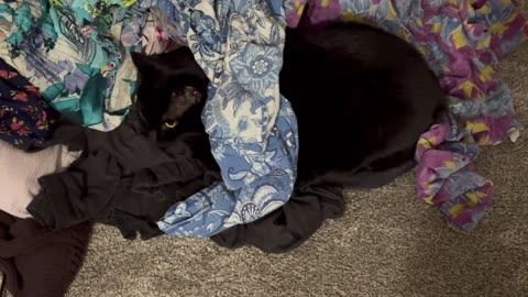 Cute Precious Piper Knows How to Stay Warm - Adopting a Cat from a Shelter Vlog