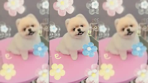 Adorable Grooming Session with a Fluffy Pup