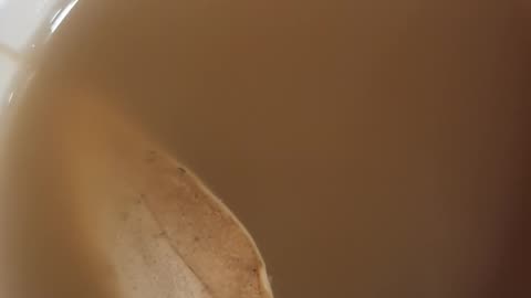 Birch Polypore Mushroom in Coffee