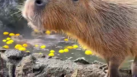 A capybara takes an open-air bath.
