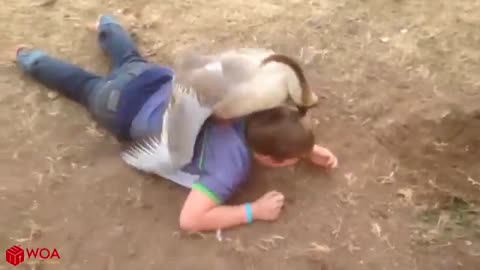 Funny babies with animals video