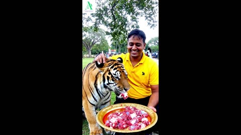 When I feed the Royal Bengal Tiger