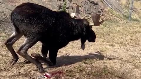 🧭🐾 Watch Wildlife Officers Rescue a Stranded Moose! | FeedMyCuriosity