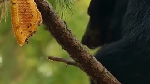 🐻‍❄️🌲 This Black Bear Climbed a Tree So Easily… It’s Unreal 😮✨