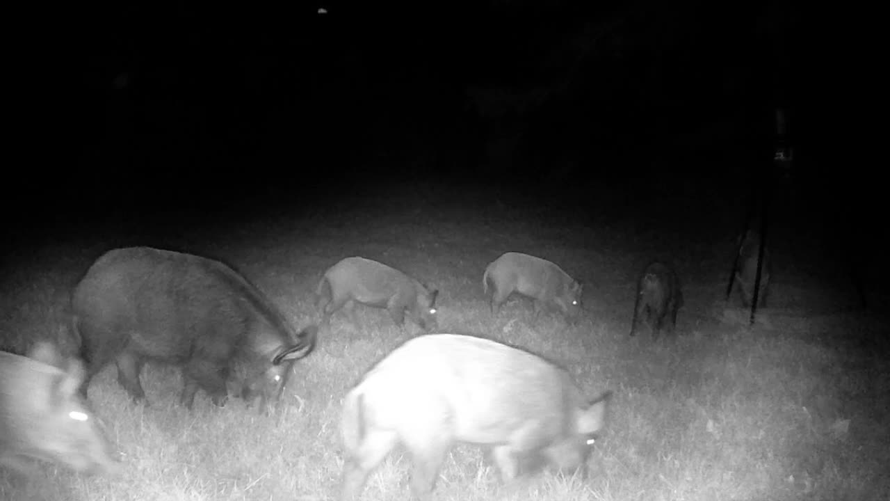 Texas Night Hog's & Deer Weekly, 10/26/25