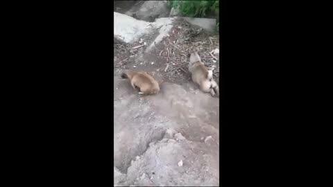 The Funniest Animal Moments That Will Make You Laugh Nonstop!