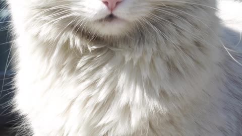 Her peaceful sit makes her look extra cute and beautiful.