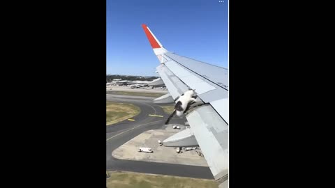 A cat on the wing of an airplane......