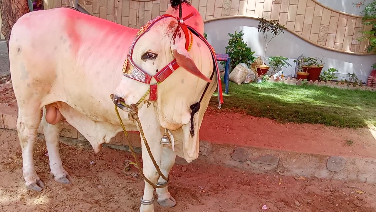 🐄 Cow👌