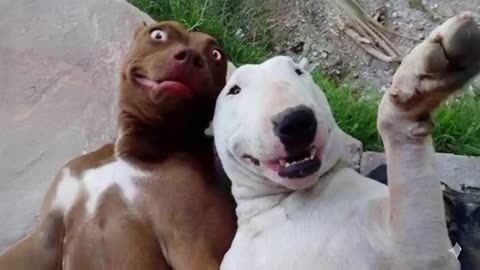 20 Minutes Of Funniest Animals in the World Ever 🤣 Funny ANIMALS Video 2025