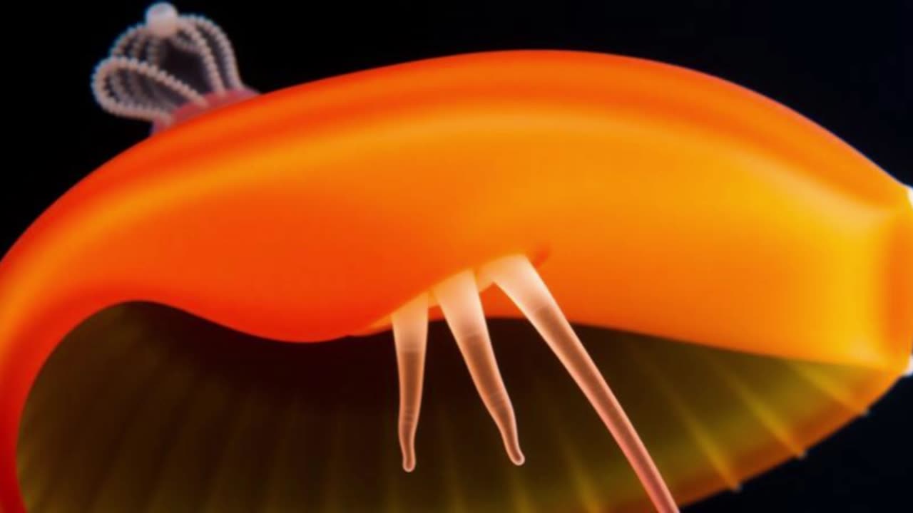 The Pulse That Outsmarts the Deep: Secrets of Atolla reynoldsi