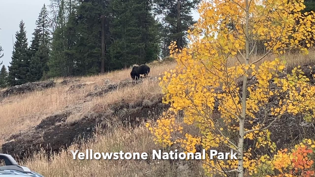 Drive from Beartooth Highway to Yellowstone National Park - 4K