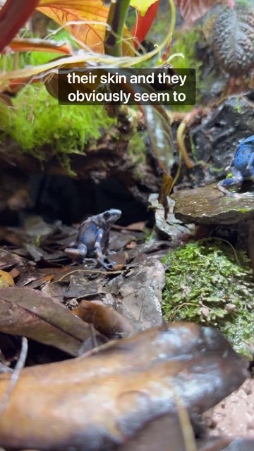 My Poison Dart Frogs Live Like Kings!