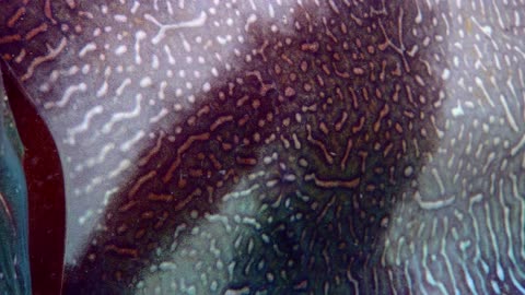 8.BBC.Life-Obyvatelia hlbin